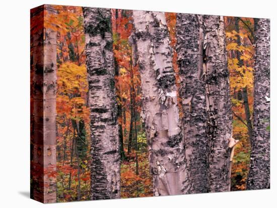 Forest Landscape and Fall Colors on Deciduous Trees, Lake Superior National Forest, Minnesota, USA-Gavriel Jecan-Stretched Canvas