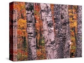 Forest Landscape and Fall Colors on Deciduous Trees, Lake Superior National Forest, Minnesota, USA-Gavriel Jecan-Stretched Canvas