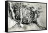 Forest Landscape, C1516-1518-Titian (Tiziano Vecelli)-Framed Stretched Canvas