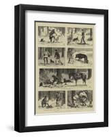 Forest Life in British Columbia-Charles Edwin Fripp-Framed Premium Giclee Print