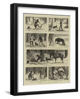 Forest Life in British Columbia-Charles Edwin Fripp-Framed Giclee Print