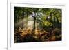 Forest Light 3-Charles Bowman-Framed Photographic Print