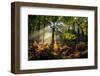 Forest Light 3-Charles Bowman-Framed Photographic Print