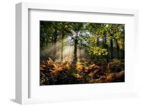 Forest Light 3-Charles Bowman-Framed Photographic Print