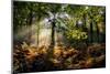 Forest Light 3-Charles Bowman-Mounted Photographic Print