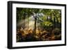 Forest Light 3-Charles Bowman-Framed Photographic Print