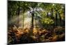 Forest Light 3-Charles Bowman-Mounted Photographic Print