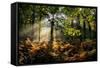 Forest Light 3-Charles Bowman-Framed Stretched Canvas