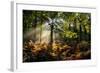 Forest Light 3-Charles Bowman-Framed Photographic Print