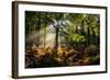 Forest Light 3-Charles Bowman-Framed Photographic Print