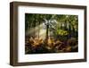 Forest Light 3-Charles Bowman-Framed Premium Photographic Print