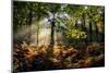 Forest Light 3-Charles Bowman-Mounted Premium Photographic Print