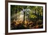 Forest Light 3-Charles Bowman-Framed Photographic Print