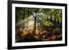Forest Light 3-Charles Bowman-Framed Photographic Print