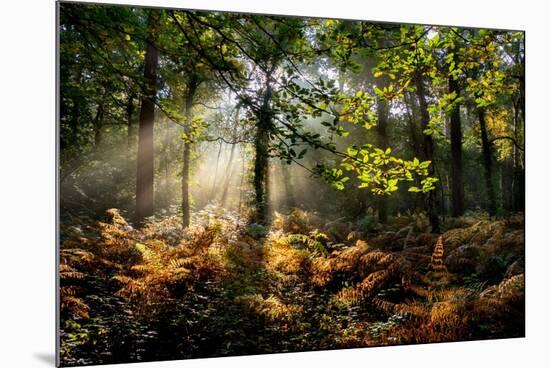 Forest Light 3-Charles Bowman-Mounted Photographic Print