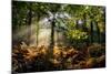 Forest Light 3-Charles Bowman-Mounted Photographic Print