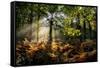 Forest Light 3-Charles Bowman-Framed Stretched Canvas