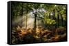 Forest Light 3-Charles Bowman-Framed Stretched Canvas