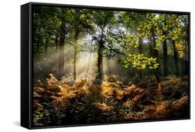 Forest Light 3-Charles Bowman-Framed Stretched Canvas