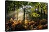 Forest Light 3-Charles Bowman-Stretched Canvas