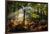 Forest Light 3-Charles Bowman-Framed Photographic Print