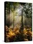 Forest Light 4-Charles Bowman-Stretched Canvas