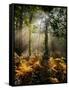 Forest Light 4-Charles Bowman-Framed Stretched Canvas