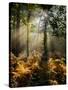 Forest Light 4-Charles Bowman-Stretched Canvas