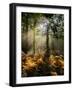 Forest Light 4-Charles Bowman-Framed Photographic Print