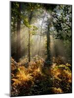 Forest Light 4-Charles Bowman-Mounted Photographic Print