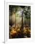 Forest Light 4-Charles Bowman-Framed Photographic Print