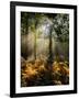 Forest Light 4-Charles Bowman-Framed Photographic Print