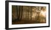 Forest Light-Norbert Maier-Framed Art Print