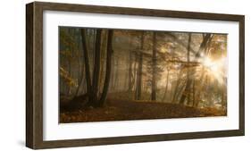 Forest Light-Norbert Maier-Framed Art Print