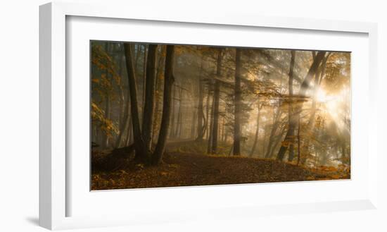 Forest Light-Norbert Maier-Framed Art Print