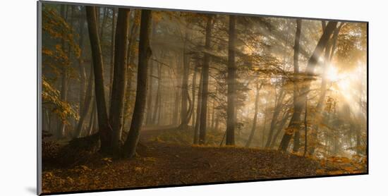 Forest Light-Norbert Maier-Mounted Art Print