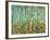 Forest Light-Herb Dickinson-Framed Photographic Print