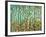 Forest Light-Herb Dickinson-Framed Photographic Print