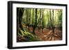 Forest Love-Stefan Hefele-Framed Giclee Print