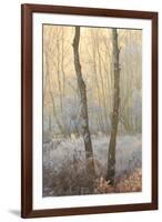 Forest Mist-David Baker-Framed Photographic Print