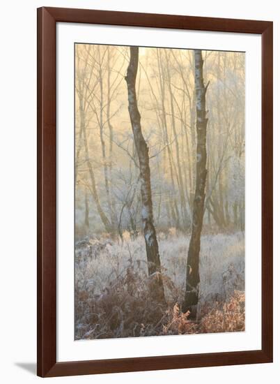 Forest Mist-David Baker-Framed Photographic Print
