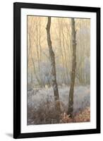 Forest Mist-David Baker-Framed Photographic Print