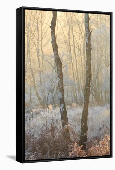 Forest Mist-David Baker-Framed Stretched Canvas