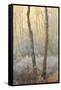 Forest Mist-David Baker-Framed Stretched Canvas