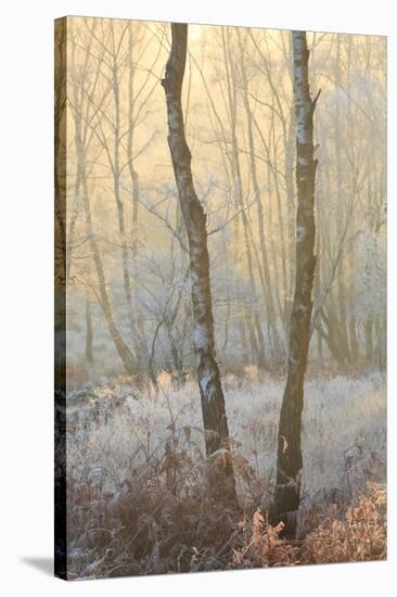 Forest Mist-David Baker-Stretched Canvas