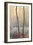 Forest Mist-David Baker-Framed Photographic Print