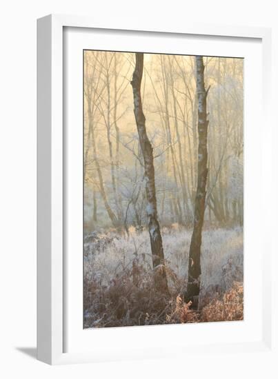 Forest Mist-David Baker-Framed Photographic Print