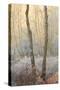 Forest Mist-David Baker-Stretched Canvas