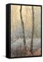 Forest Mist-David Baker-Framed Stretched Canvas