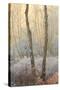 Forest Mist-David Baker-Stretched Canvas